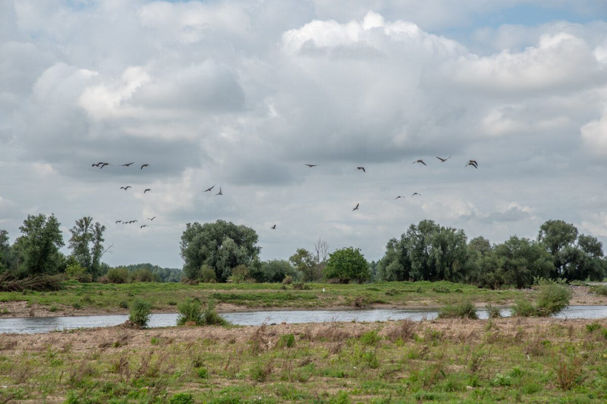 Landschap langs de Maas met overvliegende vogels.