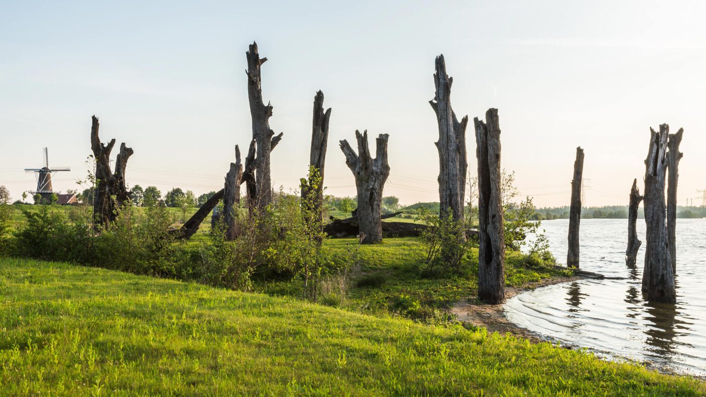 Foto van bomenmonument Molenplas